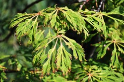 Acer shirasawanum 'Green Cascade' — photo 1